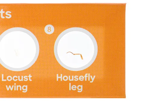 picture Levenhuk Discovery Fauna 12 Prepared Slides Set,  5