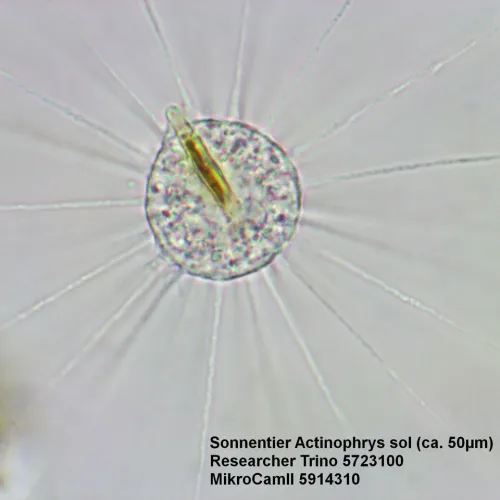 picture Bresser Researcher Trino 40–1000x Microscope,  15