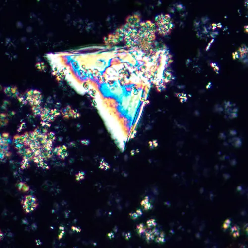 picture MAGUS Pol D850 Polarizing Digital Microscope,  25