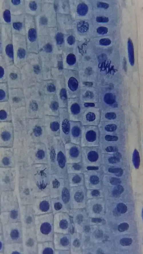 photograph Bresser Erudit Basic 40–400x Microscope,  19