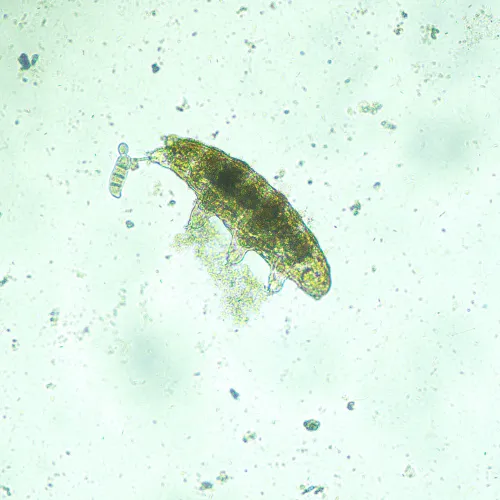 picture MAGUS Bio VD300 Biological Inverted Digital Microscope,  18