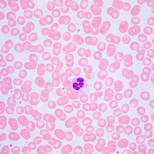 photograph MAGUS Bio 240B Biological Microscope,  25