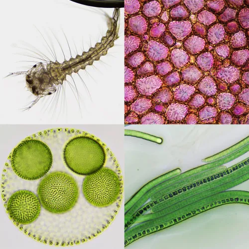 image Bresser Science Infinity Microscope,  4