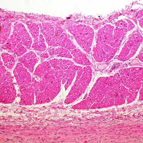 photo MAGUS Bio 260T Biological Microscope,  19