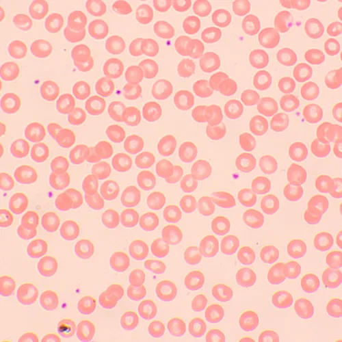 photograph MAGUS Bio D250TL LCD Biological Digital Microscope,  29