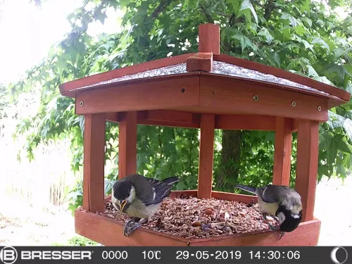 photograph Bresser 90° Wildlife Observation 16MP Camera,  6