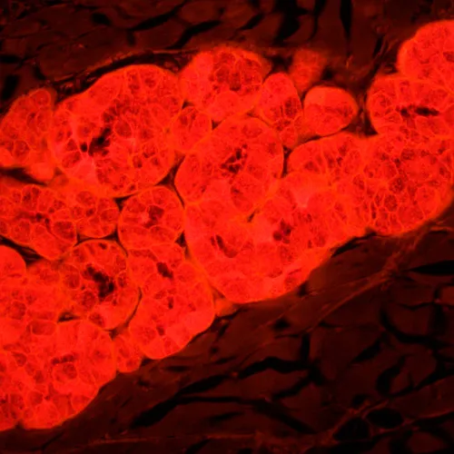 photograph MAGUS Lum 450L Fluorescence Microscope,  25