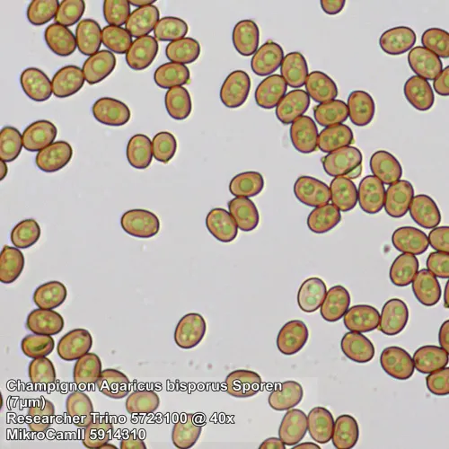 picture Bresser Researcher Trino 40–1000x Microscope,  13