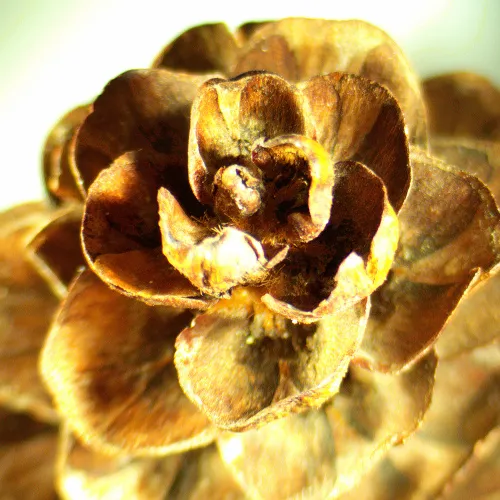 photo MAGUS Stereo A18T Stereomicroscope,  2