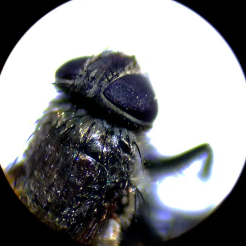 photo MAGUS Stereo A10 Stereomicroscope,  18