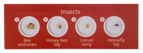 photo Levenhuk LabZZ CP24 Creatures & Plants Prepared Slides Set,  3