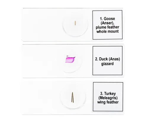 photo Levenhuk Discovery Prof Specimens DPS 5. “Birds”,  6