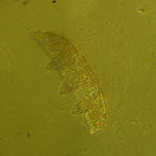 photograph MAGUS Bio V360 Biological Inverted Microscope,  24