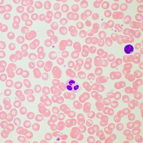 photo MAGUS Bio 260T Biological Microscope,  21