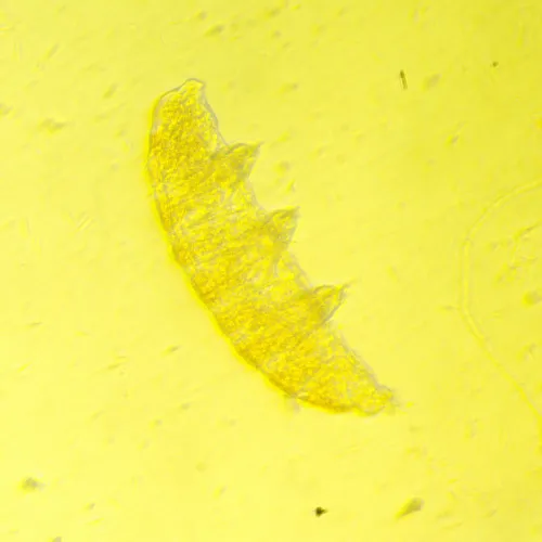 picture MAGUS Bio VD350 LCD Biological Inverted Digital Microscope,  25