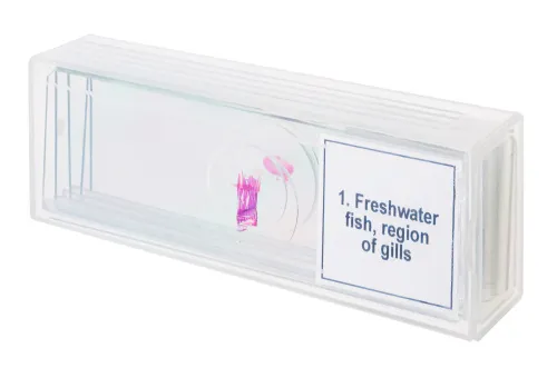 photograph Levenhuk Discovery Prof Specimens DPS 5. “Amphibia”,  4