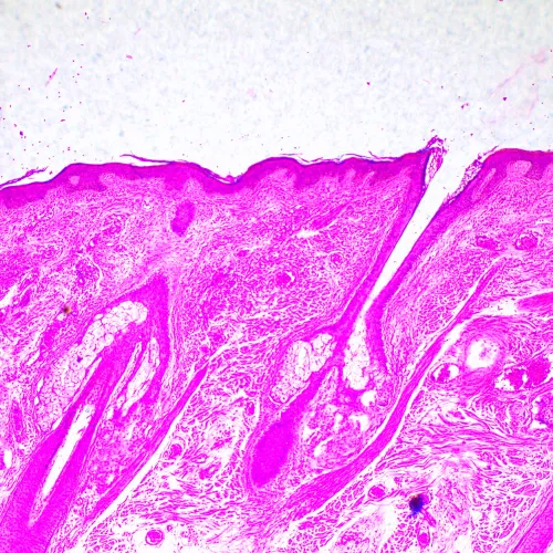 image MAGUS Bio 290T Biological Microscope,  23