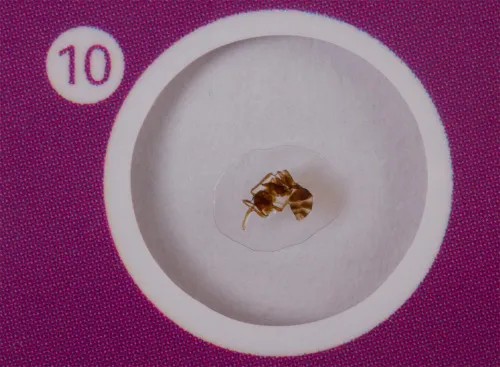 photo Levenhuk LabZZ CP24 Creatures & Plants Prepared Slides Set,  9