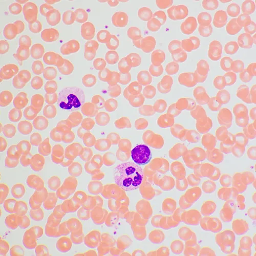 image MAGUS Bio 270T Biological Microscope,  25