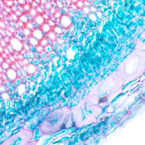 image MAGUS Bio 230B Biological Microscope,  21