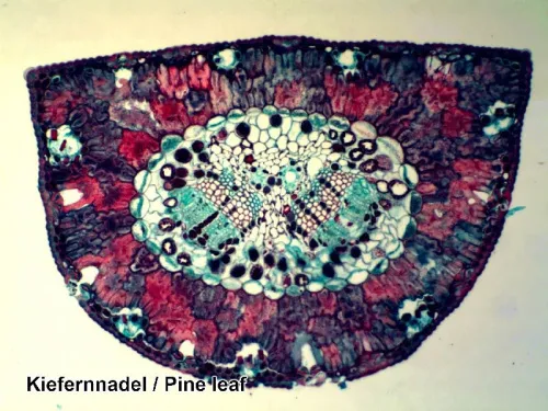 photo Bresser Prepared Slides Set 100pcs, with case,  8