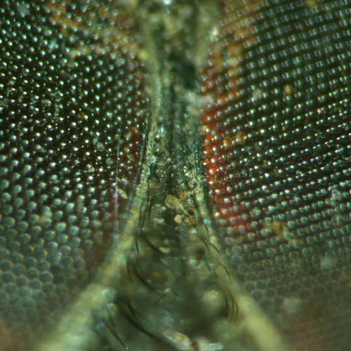 photo MAGUS Stereo A18T Stereomicroscope,  5