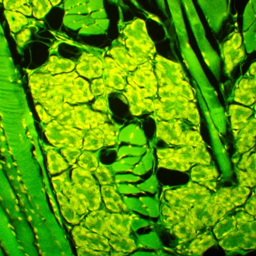 photograph MAGUS Lum 450L Fluorescence Microscope,  23