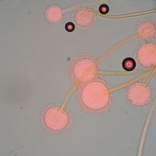 image MAGUS Bio 270T Biological Microscope,  22