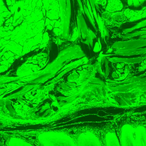 picture MAGUS Lum D470L Fluorescence Digital Microscope,  28