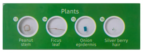 picture Levenhuk LabZZ P12 Plants Prepared Slides Set,  2