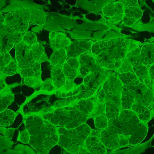 photograph MAGUS Lum VD500L LCD Fluorescence Inverted Digital Microscope,  23