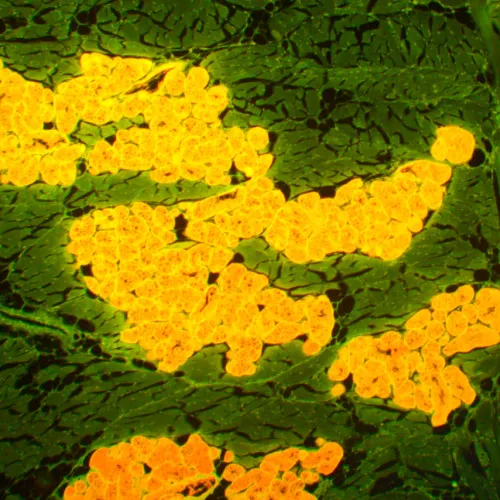 photograph MAGUS Lum 450L Fluorescence Microscope,  22