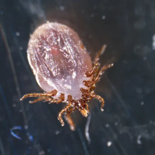 photo MAGUS Stereo A18T Stereomicroscope,  4