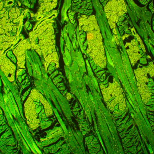 photograph MAGUS Lum 450L Fluorescence Microscope,  21