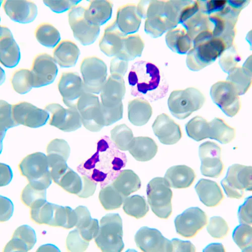 photo MAGUS Bio D230TL LCD Biological Digital Microscope,  28