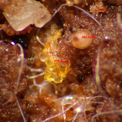 photo MAGUS Stereo A10 Stereomicroscope,  15