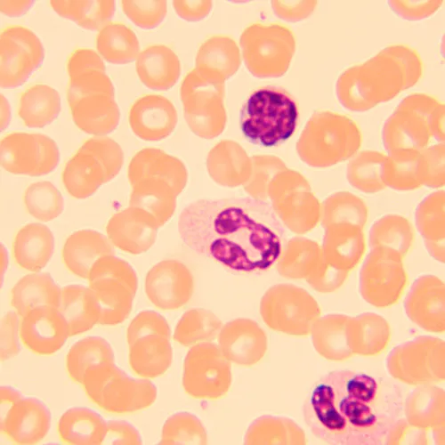 photograph MAGUS Bio D250T Biological Digital Microscope,  27