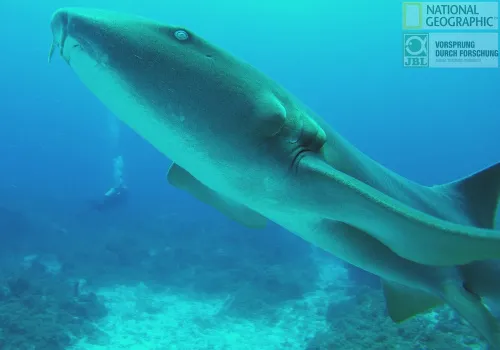 photograph Bresser National Geographic Explorer 4 4K Ultra-HD 170° Wi-Fi Action Camera,  6