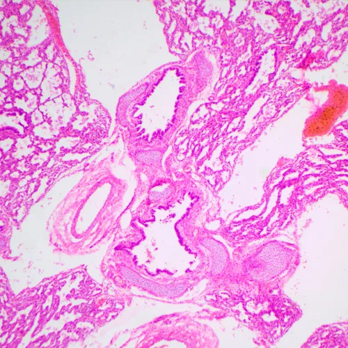 photograph MAGUS Bio 240B Biological Microscope,  24