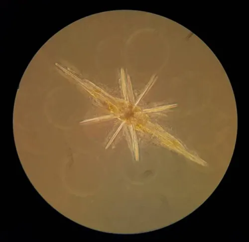 photograph Bresser Science XPD-101 Expedition Microscope,  4