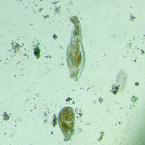 photo MAGUS Bio V300 Biological Inverted Microscope,  14