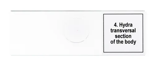 picture Levenhuk Discovery Prof Specimens DPS 5. “Life in a Drop of Water”,  8