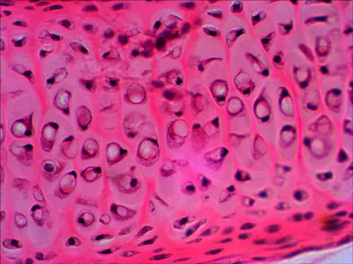 picture Levenhuk N20 NG Prepared Slides Set,  10