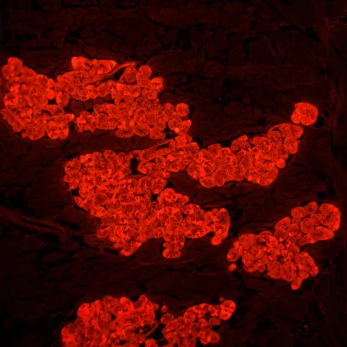 photograph MAGUS Lum 450L Fluorescence Microscope,  24