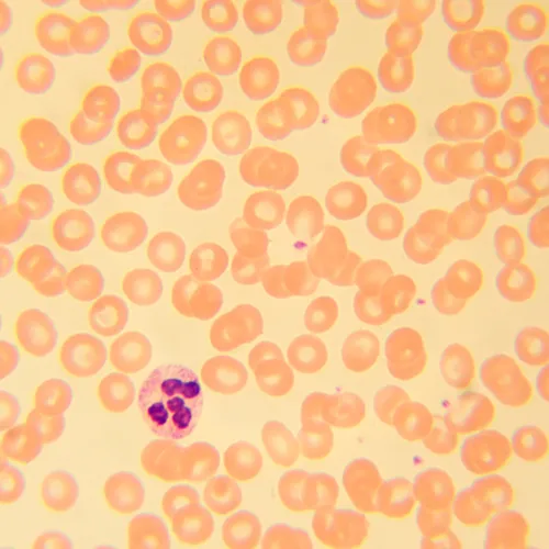 photograph MAGUS Bio D230T Biological Digital Microscope,  25