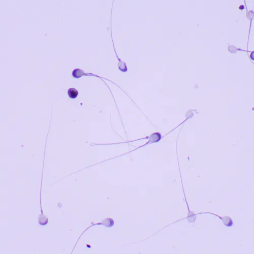 photo MAGUS Bio 260T Biological Microscope,  23