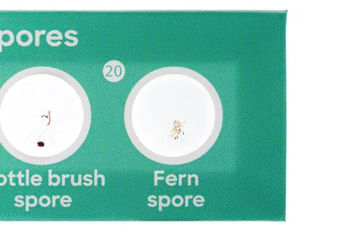 photo Levenhuk Discovery Flora & Fauna 24 Prepared Slides Set,  8