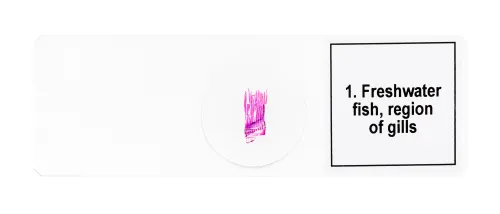 photograph Levenhuk Discovery Prof Specimens DPS 5. “Amphibia”,  7