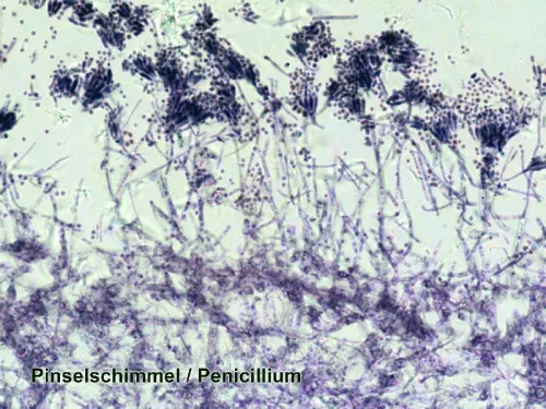 photo Bresser Prepared Slides Set 100pcs, with case,  7