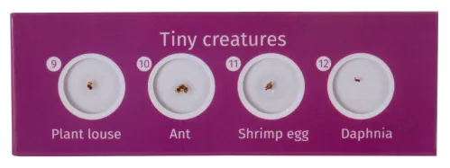 photo Levenhuk LabZZ CP24 Creatures & Plants Prepared Slides Set,  4